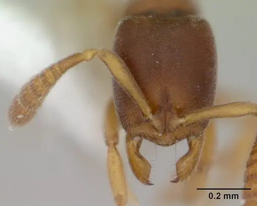 Ponera incerta specimen CASENT0178448 image casent0178448_2