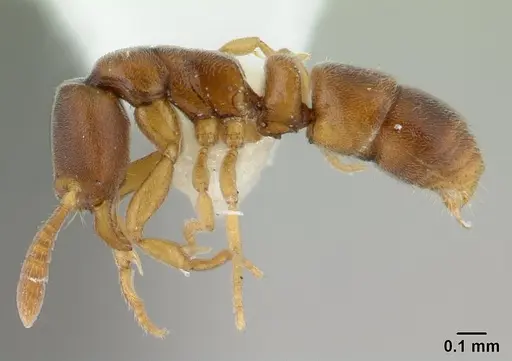 Ponera incerta specimen CASENT0178448 image casent0178448_3