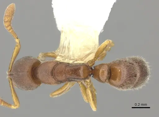 Ponera incerta specimen CASENT0249227 image casent0249227_1