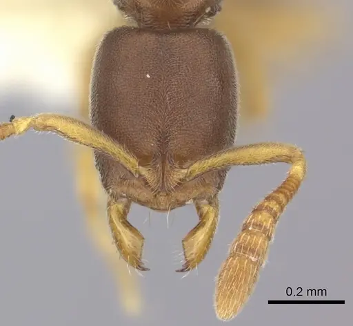 Ponera incerta specimen CASENT0249227 image casent0249227_2