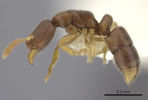 Ponera incerta specimen CASENT0249227 image casent0249227_3