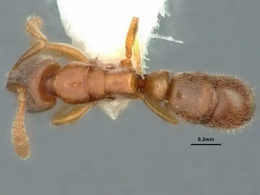 Ponera incerta specimen CASENT0882069 image casent0882069_1