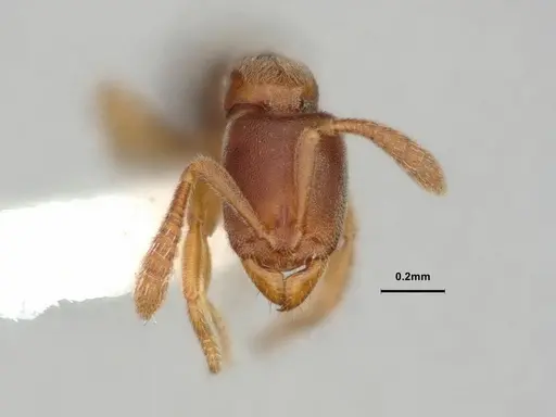 Ponera incerta specimen CASENT0882069 image casent0882069_2