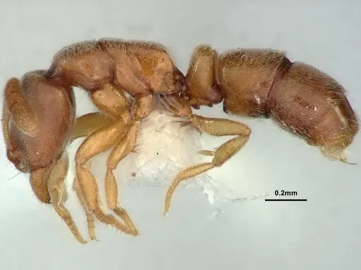 Ponera incerta specimen CASENT0882069 image casent0882069_3