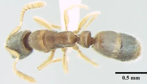 Ponera indica specimen ANTWEB1008010 image antweb1008010_1