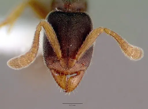 Ponera japonica specimen CASENT0008646 image casent0008646_2