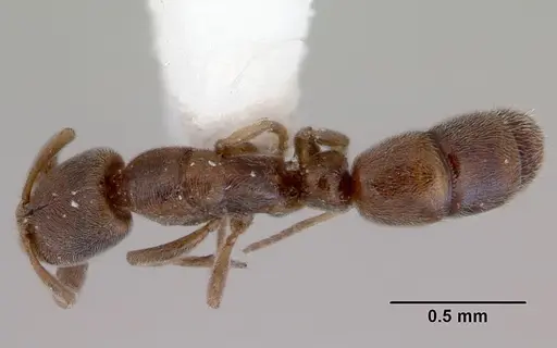 Ponera leae specimen CASENT0172337 image casent0172337_1