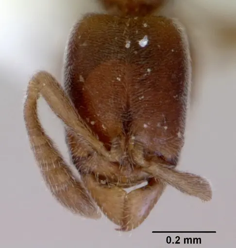 Ponera leae specimen CASENT0172337 image casent0172337_2