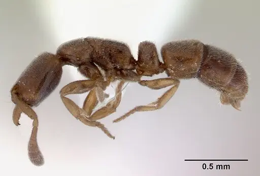 Ponera leae specimen CASENT0172337 image casent0172337_3