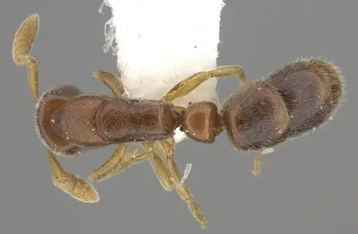 Ponera leae specimen CASENT0249228 image casent0249228_1