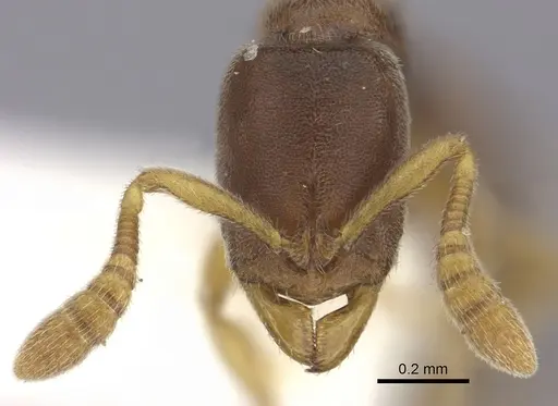 Ponera leae specimen CASENT0249228 image casent0249228_2