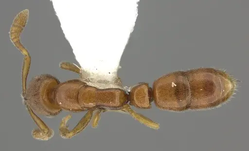 Ponera leae specimen CASENT0249229 image casent0249229_1