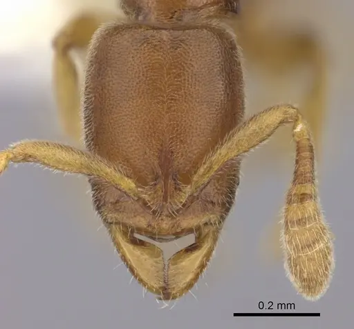 Ponera leae specimen CASENT0249229 image casent0249229_2