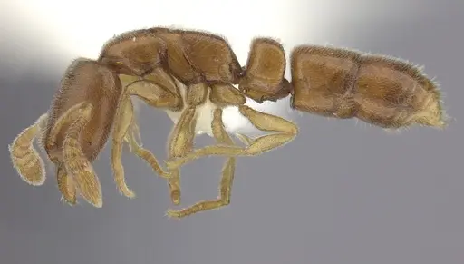 Ponera leae specimen CASENT0249229 image casent0249229_3