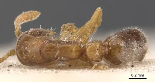 Ponera leae specimen CASENT0907316 image casent0907316_1