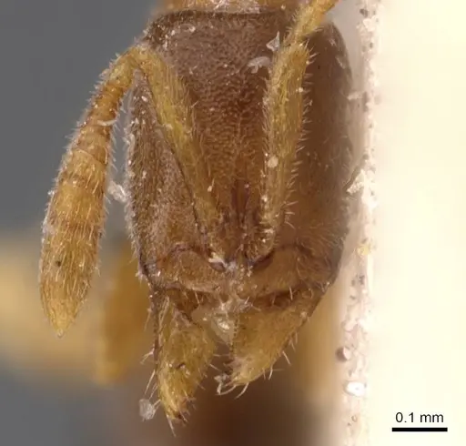 Ponera leae specimen CASENT0907316 image casent0907316_2