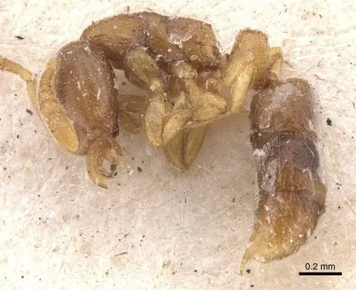Ponera leae specimen CASENT0907316 image casent0907316_3