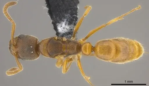 Ponera manni specimen CASENT0187758 image casent0187758_1