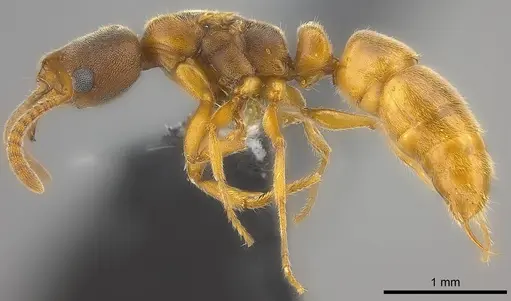 Ponera manni specimen CASENT0187758 image casent0187758_3