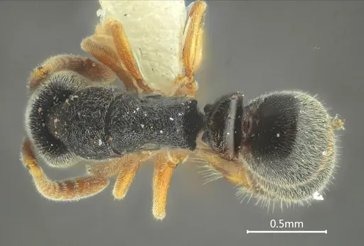 Ponera menglana specimen ANTWEB1060521 image antweb1060521_1