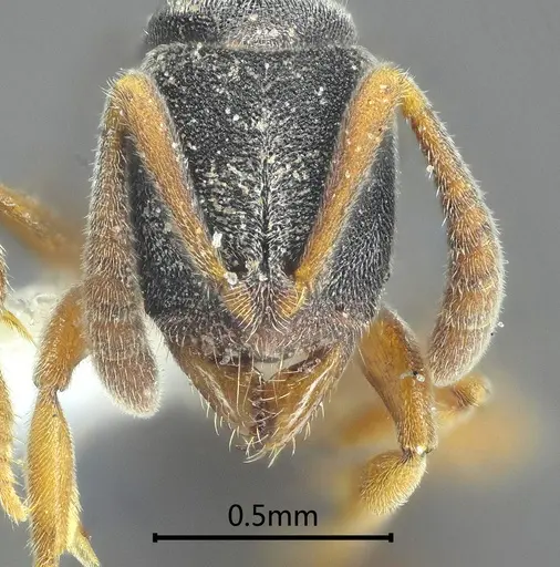 Ponera menglana specimen ANTWEB1060521 image antweb1060521_2