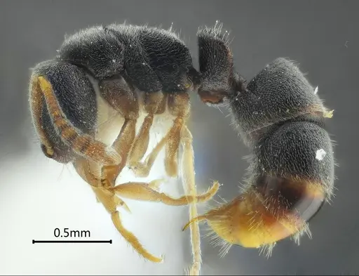 Ponera menglana specimen ANTWEB1060521 image antweb1060521_3