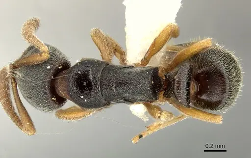 Ponera menglana specimen CASENT0235336 image casent0235336_1