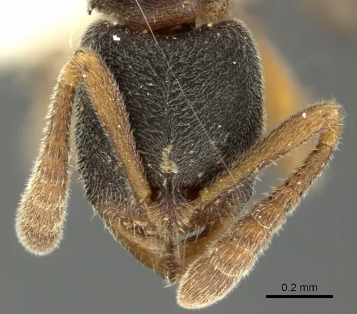 Ponera menglana specimen CASENT0235336 image casent0235336_2