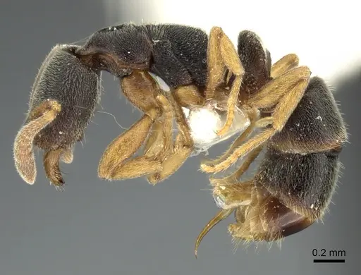 Ponera menglana specimen CASENT0235336 image casent0235336_3