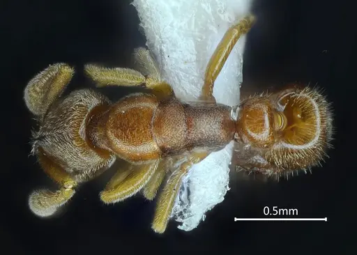 Ponera nangongshana specimen ANTWEB1060522 image antweb1060522_1