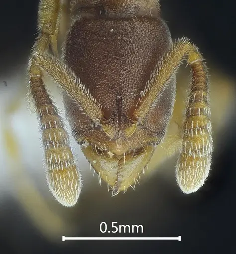 Ponera nangongshana specimen ANTWEB1060522 image antweb1060522_2