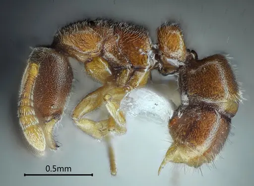 Ponera nangongshana specimen ANTWEB1060522 image antweb1060522_3