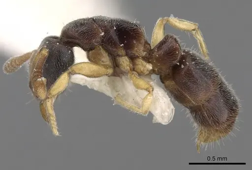 Ponera oreas specimen CASENT0281907 image casent0281907_3
