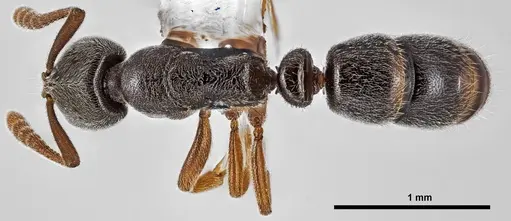 Ponera pennsylvanica specimen ANTWEB1038007 image antweb1038007_1