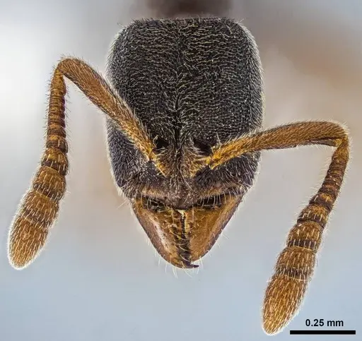 Ponera pennsylvanica specimen ANTWEB1038007 image antweb1038007_2