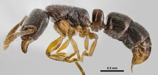 Ponera pennsylvanica specimen ANTWEB1038007 image antweb1038007_3