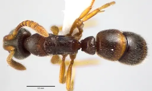 Ponera pennsylvanica specimen ANTWEB1041651 image antweb1041651_1