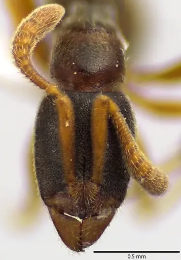 Ponera pennsylvanica specimen ANTWEB1041651 image antweb1041651_2