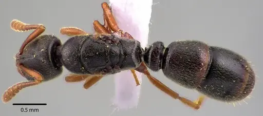 Ponera pennsylvanica specimen ANTWEB1041730 image antweb1041730_1