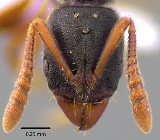 Ponera pennsylvanica specimen ANTWEB1041730 image antweb1041730_2