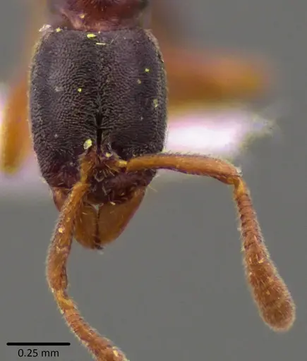 Ponera pennsylvanica specimen ANTWEB1041790 image antweb1041790_2