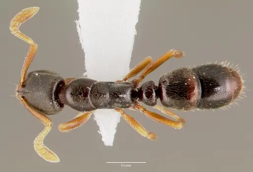Ponera pennsylvanica specimen CASENT0003322 image casent0003322_1