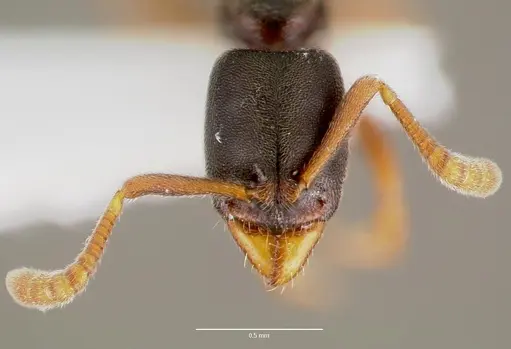 Ponera pennsylvanica specimen CASENT0003322 image casent0003322_2