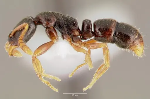 Ponera pennsylvanica specimen CASENT0003322 image casent0003322_3
