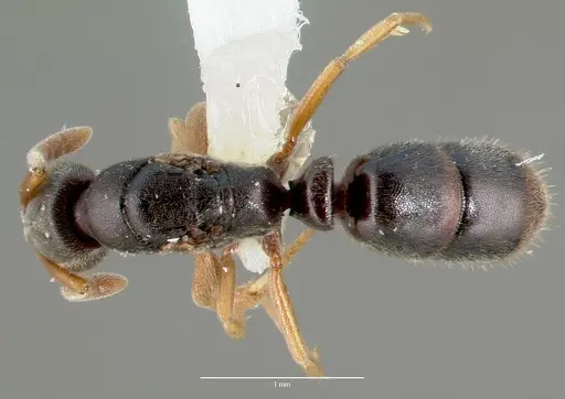 Ponera pennsylvanica specimen CASENT0006086 image casent0006086_1