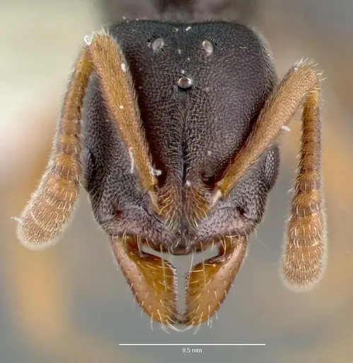 Ponera pennsylvanica specimen CASENT0006086 image casent0006086_2