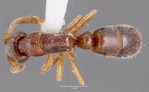 Ponera pennsylvanica specimen CASENT0006626 image casent0006626_1