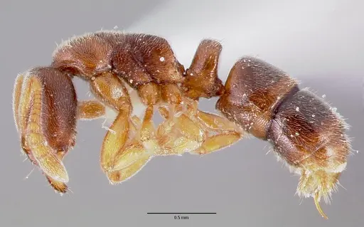 Ponera pennsylvanica specimen CASENT0006626 image casent0006626_3