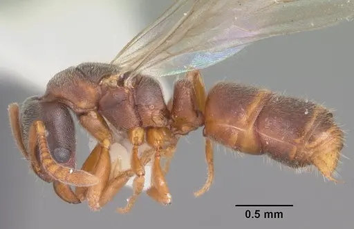 Ponera pennsylvanica specimen CASENT0103885 image casent0103885_3