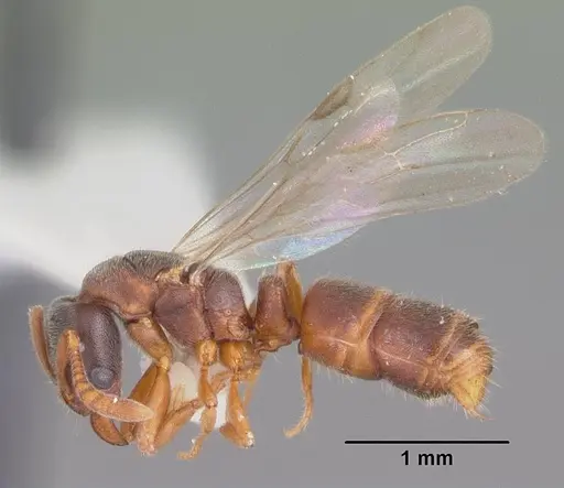 Ponera pennsylvanica specimen CASENT0103885 image casent0103885_4